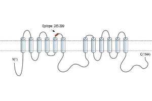 anti-Adenylate Cyclase 3 (ADCY3) (3rd Extracellular Loop), (AA 285-299) antibody
