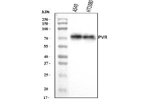 Western blot analysis of Poliovirus Receptor/PVR using anti-Poliovirus Receptor/PVR antibody (ABIN7601077).