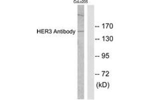 Western blot analysis of extracts from COLO205 cells, using HER3 Antibody. (ERBB3 antibody  (AA 1-50))