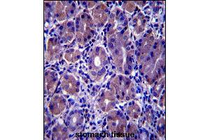 GSG1L Antibody (C-term) (ABIN657610 and ABIN2846607) immunohistochemistry analysis in formalin fixed and paraffin embedded human stomach tissue followed by peroxidase conjugation of the secondary antibody and DAB staining. (GSG1-Like antibody  (C-Term))