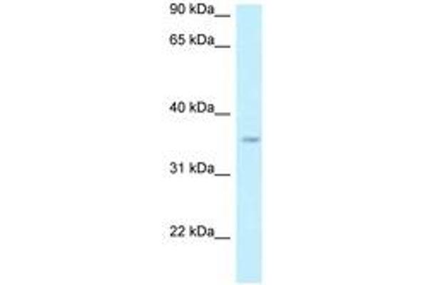GPN3 antibody  (AA 230-279)