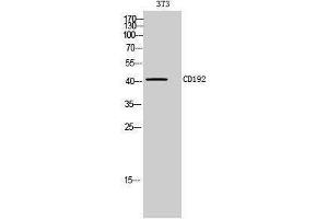 Western Blotting (WB) image for anti-Chemokine (C-C Motif) Receptor 2 (CCR2) (Internal Region) antibody (ABIN3181473) (CCR2 antibody  (Internal Region))