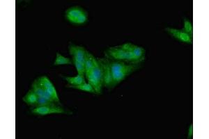 Immunofluorescent analysis of Hela cells using ABIN7157989 at dilution of 1:100 and Alexa Fluor 488-congugated AffiniPure Goat Anti-Rabbit IgG(H+L) (Leptin antibody  (AA 29-164))