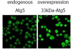 Immunofluorescence (IF) image for anti-ATG5 Autophagy Related 5 (ATG5) antibody (ABIN492606) (ATG5 antibody)