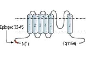 Representative domain view of the target of ABIN7043834.