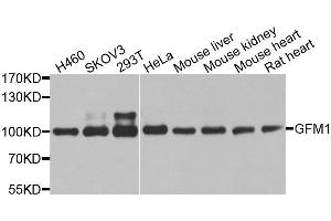 Western blot analysis of extracts of various cell lines, using GFM1 antibody. (GFM1 antibody  (AA 482-751))