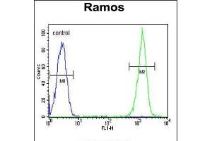 Flow cytometric analysis of Ramos cells (right histogram) compared to a negative control cell (left histogram). (CMTM7 antibody  (N-Term))