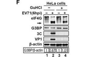 EV71 infection blocks tSG formation independent of 3C.