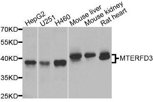 Western blot analysis of extracts of various cell lines, using MTERFD3 antibody (ABIN5974877) at 1/1000 dilution. (MTERFD3 antibody)