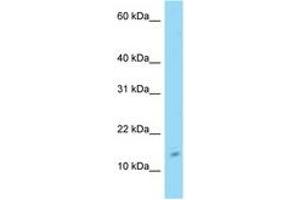 Image no. 1 for anti-Chromosome 4 Open Reading Fram 46 (C4orf46) (N-Term) antibody (ABIN6748149) (C4orf46 antibody  (N-Term))