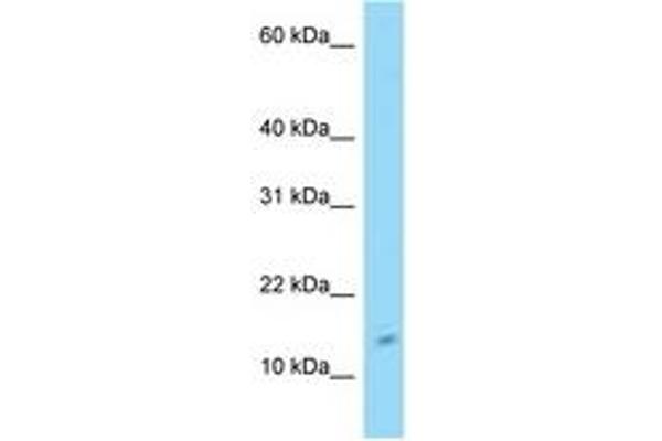 C4orf46 antibody  (N-Term)