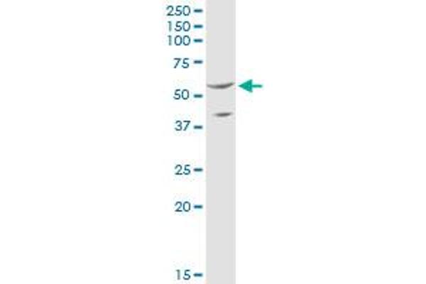 SHMT2 antibody  (AA 1-504)