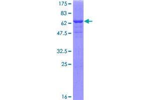 Annexin A13 Protein (ANXA13) (AA 1-357) (GST tag)