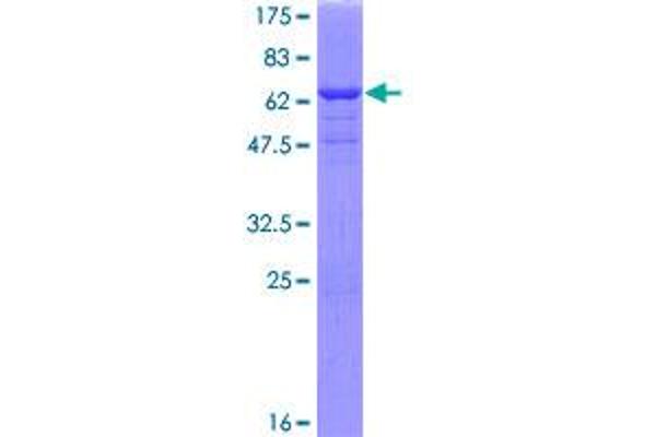 Annexin A13 Protein (ANXA13) (AA 1-357) (GST tag)