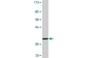 Western Blot detection against Immunogen (36. (ZMYND10 antibody  (AA 341-440))