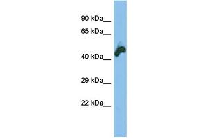 Host: Rabbit Target Name: NEK2 Sample Type: HT1080 lysates Antibody Dilution: 1. (NEK2 antibody  (N-Term))
