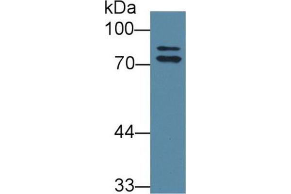 OS9 antibody  (AA 465-666)