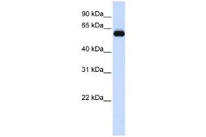 Western Blotting (WB) image for anti-Tripartite Motif Containing 60 (TRIM60) antibody (ABIN2458749) (TRIM60 antibody)