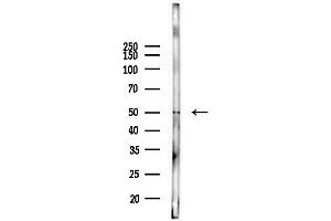anti-WW Domain Containing Oxidoreductase (WWOX) (N-Term) antibody