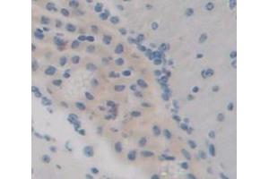 IHC-P analysis of Mouse Tissue, with DAB staining. (Angiopoietin 4 antibody  (AA 32-144))