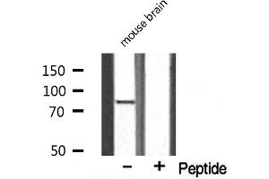 Western blot analysis on mouse brain lysate using ES8L2 Antibody.