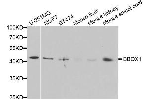 Western blot analysis of extracts of various cell lines, using BBOX1 antibody (ABIN5973426) at 1/1000 dilution. (BBOX1 antibody)
