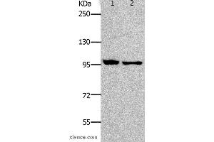 Western blot analysis of HT-29 and SKOV3 cell, using NFKB2 Polyclonal Antibody at dilution of 1:800 (NFKB2 antibody)