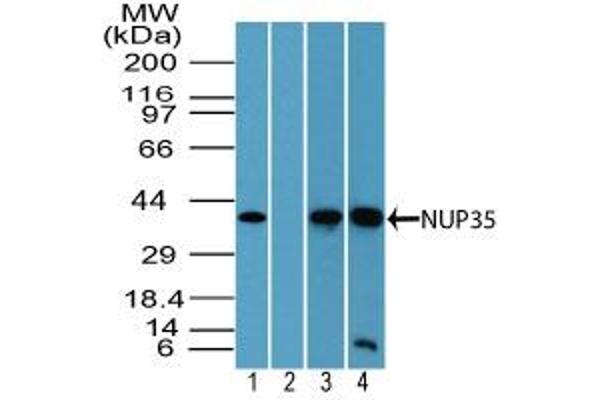 NUP35 抗体  (AA 280-330)