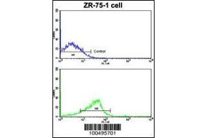 Flow cytometric analysis of ZR-75-1 cells using NCS1 Antibody (bottom histogram) compared to a negative control cell (top histogram). (NCS1 antibody  (AA 118-144))
