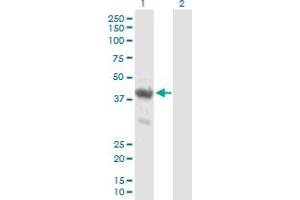 Western Blot analysis of ENO1P expression in transfected 293T cell line by ENO1P MaxPab polyclonal antibody. (ENO1P1 antibody  (AA 1-388))