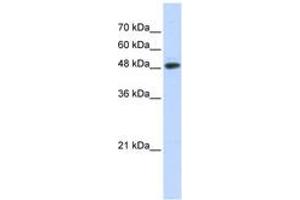 Image no. 1 for anti-Ubiquitin Protein Ligase E3 Component N-Recognin 7 (UBR7) (N-Term) antibody (ABIN6743178) (UBR7 antibody  (N-Term))