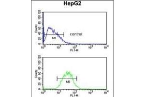 PR38A Antibody (C-term) (ABIN653884 and ABIN2843131) flow cytometric analysis of HepG2 cells (bottom histogram) compared to a negative control cell (top histogram). (PRPF38A antibody  (C-Term))