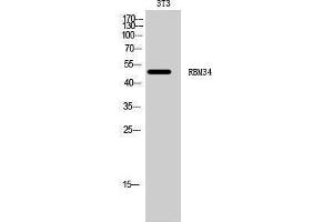 Western Blotting (WB) image for anti-RNA Binding Motif Protein 34 (RBM34) (C-Term) antibody (ABIN3186712)