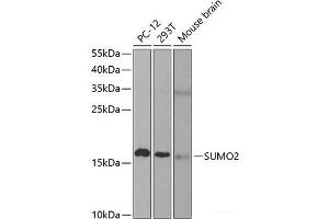 Western blot analysis of extracts of various cell lines using SUMO2 Polyclonal Antibody at dilution of 1:1000. (SUMO2 antibody)
