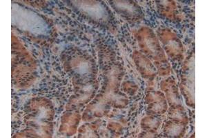 IHC-P analysis of Human Stomach Tissue, with DAB staining. (PTF1A antibody  (AA 177-328))