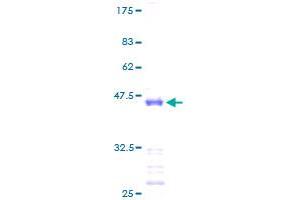 FAU Protein (AA 1-133) (GST tag)