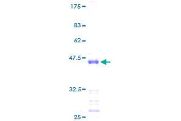 FAU Protein (AA 1-133) (GST tag)