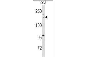 BAZ1B Antibody (N-term) (ABIN1539094 and ABIN2838323) western blot analysis in 293 cell line lysates (35 μg/lane). (BAZ1B antibody  (N-Term))