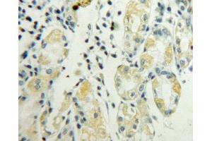 IHC-P analysis of stomach tissue, with DAB staining. (LY96 antibody  (AA 19-160))
