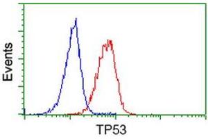 Image no. 5 for anti-Tumor Protein P53 (TP53) antibody (ABIN1499969) (p53 antibody)