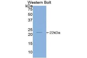 Western Blotting (WB) image for anti-Cofilin 2 (CFL2) (AA 1-156) antibody (ABIN1858387) (Cofilin 2 antibody  (AA 1-156))
