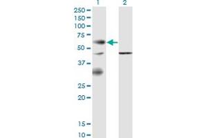 Western Blot analysis of EPOR expression in transfected 293T cell line by EPOR monoclonal antibody (M02), clone 3F6.