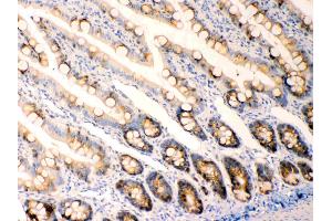 Anterior Gradient 2 was detected in paraffin-embedded sections of  rat intestine tissues using rabbit anti- Anterior Gradient 2 Antigen Affinity purified polyclonal antibody (Catalog # ) at 1 µg/mL. (AGR2 antibody  (AA 21-175))