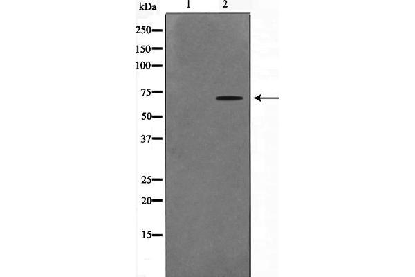 CERKL antibody  (Internal Region)