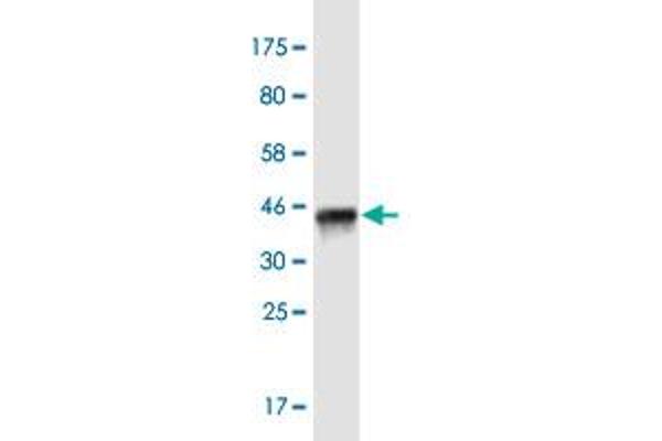 ITSN1 antibody  (AA 588-675)