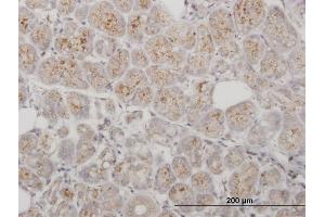 Immunoperoxidase of purified MaxPab antibody to PPT1 on formalin-fixed paraffin-embedded human salivary gland. (PPT1 antibody  (AA 1-306))