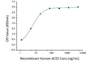 Immobilized Recombinant 2019-nCoV Spike RBD-6His at 2 μg/mL (100 μL/well) can bind Recombinant Human ACE2-Fc, the EC50 of ACE2-Fc is 4-6 ng/mL. (ACE2 Protein (AA 18-740) (Fc Tag))
