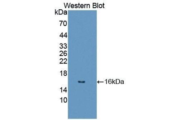 Dopamine Receptor d1 antibody  (AA 338-446)