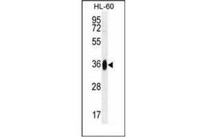 Western blot analysis of GGH Antibody (N-term) in HL-60 cell line lysates (35ug/lane). (GGH antibody  (N-Term))