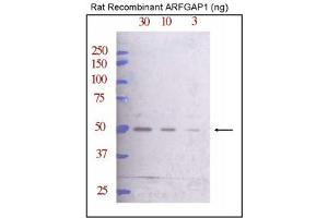 Image no. 1 for anti-ADP-Ribosylation Factor GTPase Activating Protein 1 (ARFGAP1) (C-Term) antibody (ABIN357645) (ARFGAP1 antibody  (C-Term))